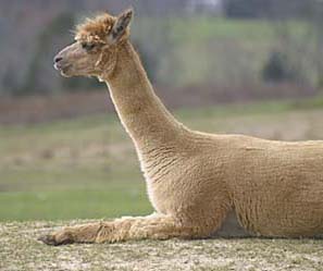 Celeste - one relaxed alpaca