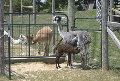 Guinevere feeds new baby Rumble as other alpacas watch